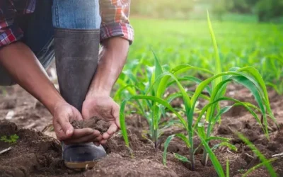 Productores del Valle de Culiacán enfrentan incertidumbre por bajos precios y falta de apoyos