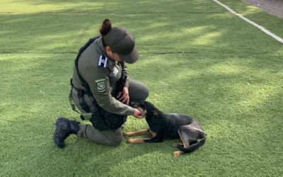 Unidad Ambiental resguarda a cachorrita lesionada que se encontraba en el Parque Revolución Mexicana de Guasave