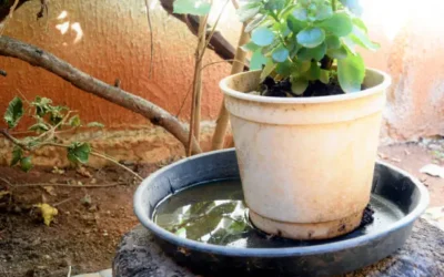 Aún falta colaboración ciudadana en la eliminación de criaderos de mosco.