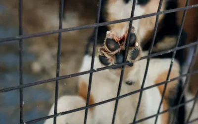 Se ha avanzado poco en el respeto a los derechos de integridad animal: Amigos Animalistas IAP.