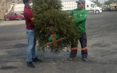 ¡Lleve su pino! Instalan en Mazatlán tres Centros de Acopio de Árboles Navideños