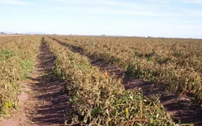 Descartan afectaciones graves en cultivos del valle de Culiacán por bajas temperaturas