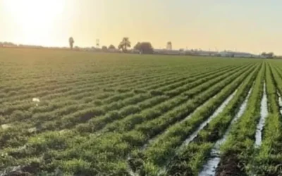 Lluvias del sábado 24 de enero podrán ahorrar riegos agrícolas por humedad acumulada.