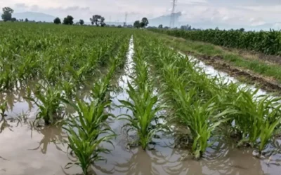 Lluvias tempranas afectan a productores agrícolas en Culiacán