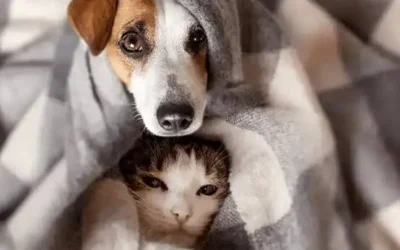 Recomiendan cuidados especiales para mascotas ante bajas temperaturas