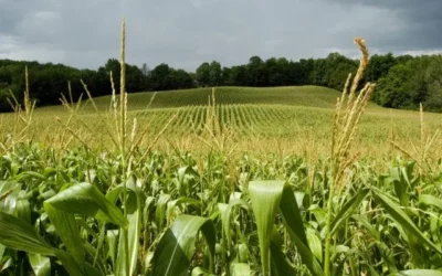 Productores de maíz enfrentan escenario adverso por sobreoferta internacional