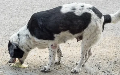Aumentan 30% los envenenamientos de animales en Culiacán, alerta fundación Balto y Togo