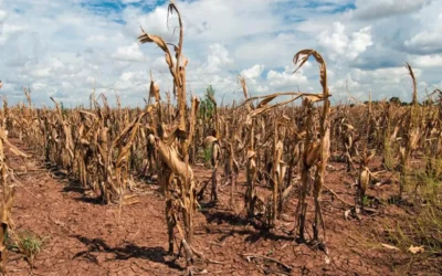 Ganaderos de Sinaloa se preparan ante la sequía y anuncian medidas preventivas