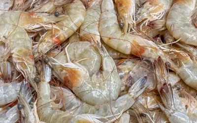 La temporada de pesca en este 2026 permanece raquítica para los pescadores de Altata: Dirigente