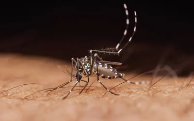 Se trabaja en todo el estado con fumigaciones contra mosquito del dengue: Prevención y Promoción de la Salud