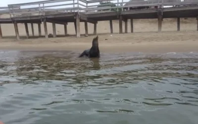 Fundación Balto y Togo reporta bajo apoyo en boteo y critica atención a lobo marino en Topolobampo