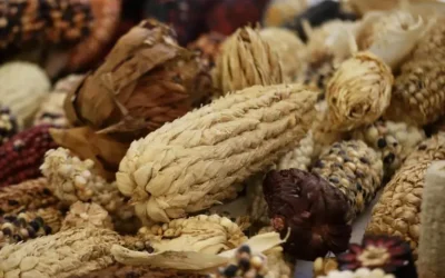 CNC propone subsidios federales para garantizar precio justo del maíz sin afectar a consumidores.