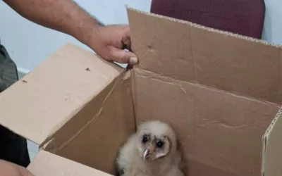 Ecología de Guasave resguarda a polluelo de lechuza hallado en el Mezquital tras reporte ciudadano.