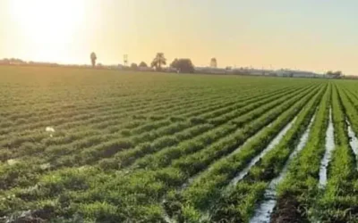 Productores agrícolas de Culiacán reducen siembras por falta de agua y financiamiento.