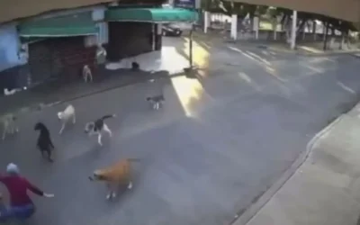 Jauría de perros ataca a mujer de la tercera edad en Morelos