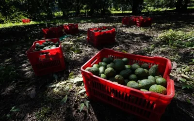 Por deforestar bosques, 2 mil huertas de Michoacán no podrán exportar aguacate a EU