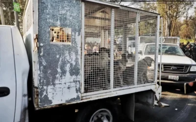 Autoridades locales reportan delicado el estado de salud de 171 perros rescatados del Refugio Franciscano