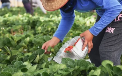 La CEDH espera visitar cuarterías de Villa Juárez esta semana: Óscar Loza Ochoa