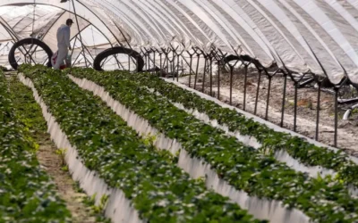 Lluvias provocan daños parciales en maíz y hortalizas del valle de Culiacán