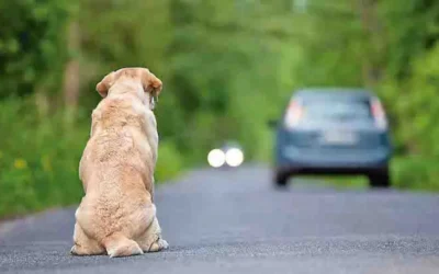 Sinaloa registra aumento en reportes de maltrato y abandono animal; activistas exigen conciencia