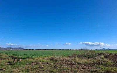 Lluvias de fin de semana dejan ahorros en riegos al norte de Sinaloa y retos al campo