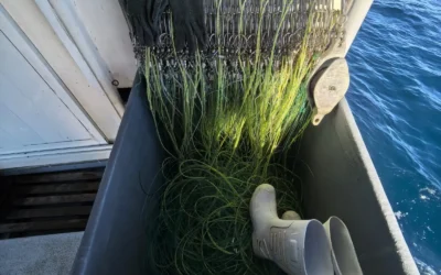 Elementos navales decomisan 130 kilos de tiburon.