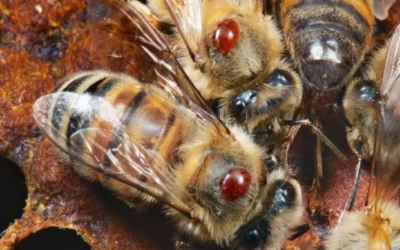 Enfermedades y plagas, principales riesgos para la apicultura en Culiacán