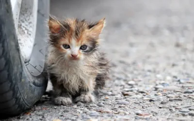 Se necesitan acciones gubernamentales para disminuir presencia de animales callejeros: Amigos Animalistas