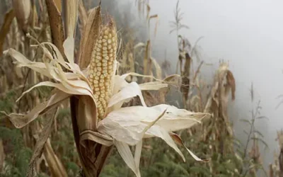Productores estiman recuperación parcial del maíz en el valle de Culiacán