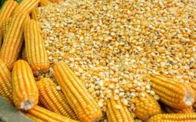 Advierte COUC afectaciones al campo sinaloense por aumento en importaciones de maíz