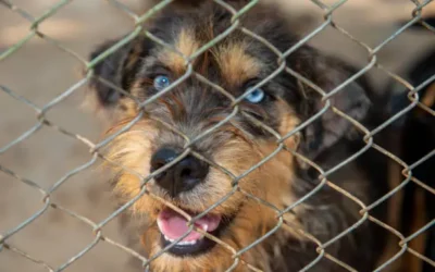 Proponen educar a las personas para el cuidado correcto de sus mascotas