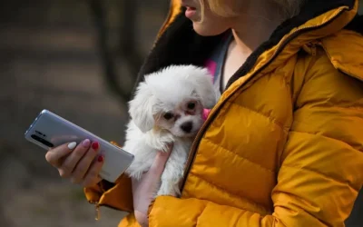 Sistemas de inteligencia artificial están revolucionando la búsqueda de mascotas perdidas en Estados Unidos