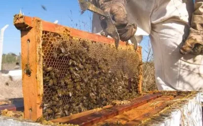 Apicultores de Culiacán se preparan para temporada de cosecha de miel
