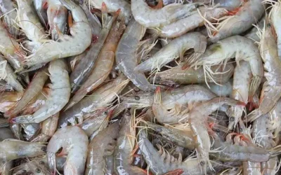 Escasez de camarón y falta de mercado golpean al sector pesquero en el Norte de Sinaloa