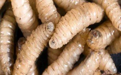 No hay presencia de Gusano Barrenador en Sinaloa: UGRS