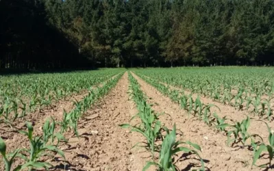 Disminuye siembra de maíz en Sinaloa por bajos precios y falta de financiamiento: AARC