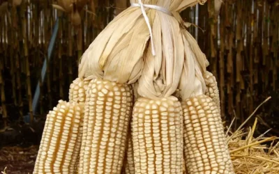 Fijan en la Bolsa de Chicago el parámetro base para la comercialización del maíz sinaloense; se mantiene bajo la referencia de los 180 dólares por tonelada, según especialista.