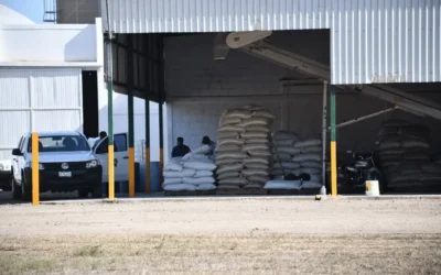 Sigue en marcha programa de resguardo de frijol en Sinaloa; precio ronda los 25 pesos por kilo