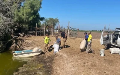 Profepa pide retirar chinchorros en Laguna de Carricitos; Protección Civil de Guasave continuará con la captura de cocodrilo.