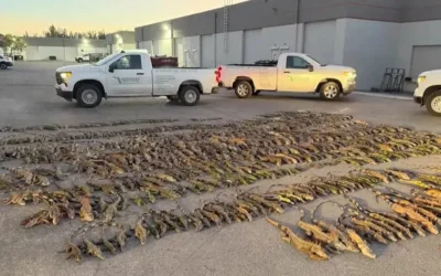 Ola de frío en Florida deja iguanas inmovilizadas y obliga a emitir alertas