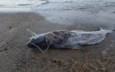 Aparecieron cientos de peces muertos en una playa de Montevideo: un informe técnico del gobierno encontró la razón