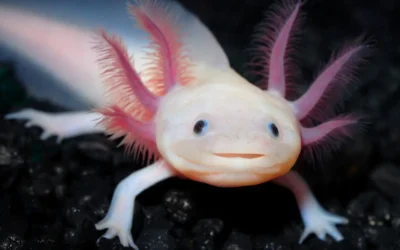 Buscan reproducir 50 mil ajolotes en el lago de Pátzcuaro