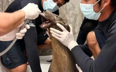 Lobo marino herido en Nayarit será trasladado a Guadalajara para cirugía