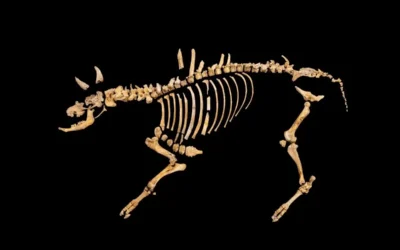 Hallan esqueleto de un bisonte de hace 4 mil años en Navarra, España