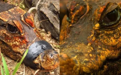Cocodrilos enanos naranjas: esta es la extraña especie que vive en cuevas y come murciélagos