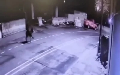 Ladrón asalta joyería con una carretilla elevadora y huye en burro