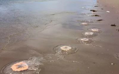 Medusas llegan a las playas de Mar del Plata debido al aumento en la temperatura del mar