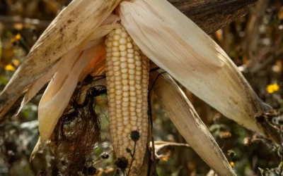 El maíz en Sinaloa operaría en un 40% por debajo del punto de equilibrio