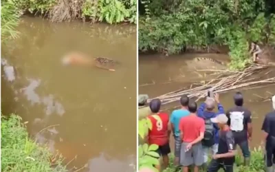 Un cocodrilo de 4 metros devoró a una mujer que recolectaba almejas en Indonesia y el video desató terror en las redes