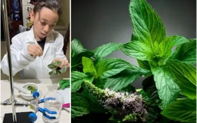 Estudiante de primaria busca alternativa para curar su asma